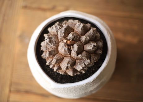 亀甲竜 Dioscorea elephantipes