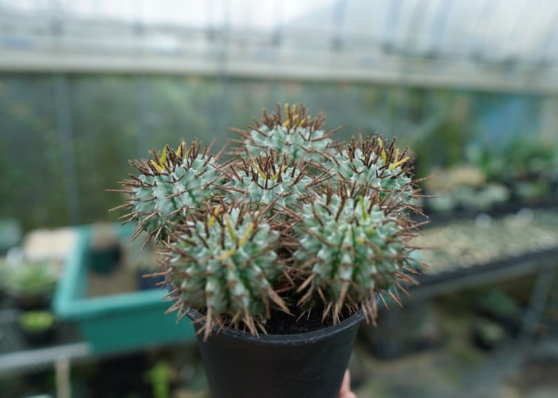 ユーフォルビア ホリダ Euphorbia horrida No.1 | mana's fa