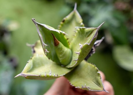 Agave Sowing seeds A NO.1