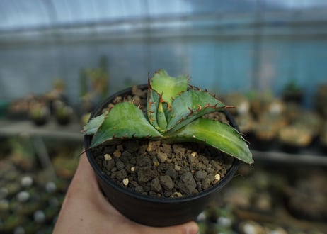 アガベ　チタノタ　ブルー　agave titanota Blue