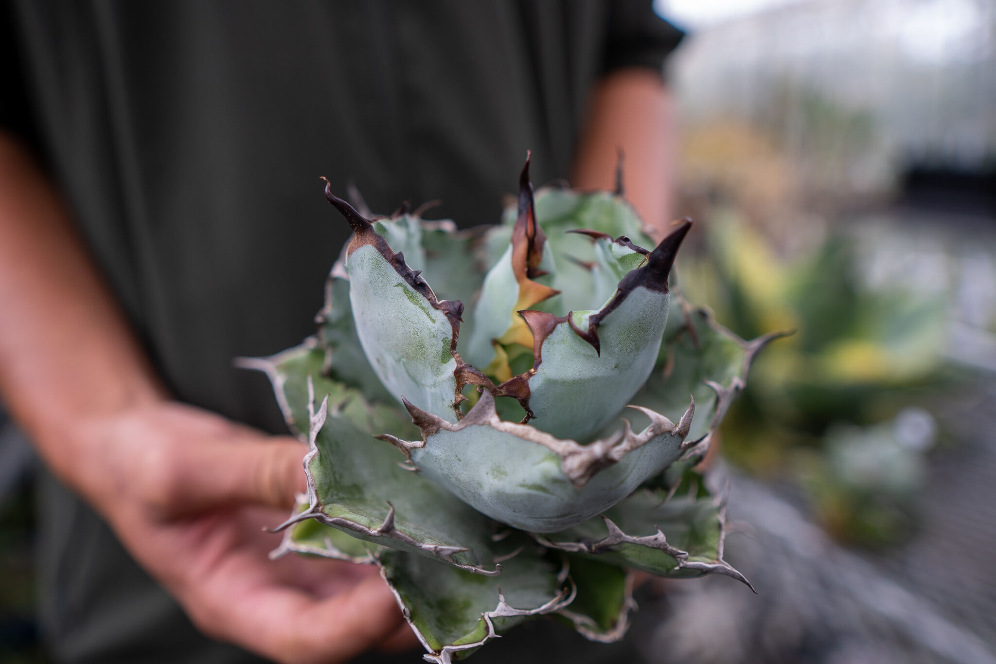 アガベ ブラックアンドブルー No.2 再販 | mana's farm:塊根植物