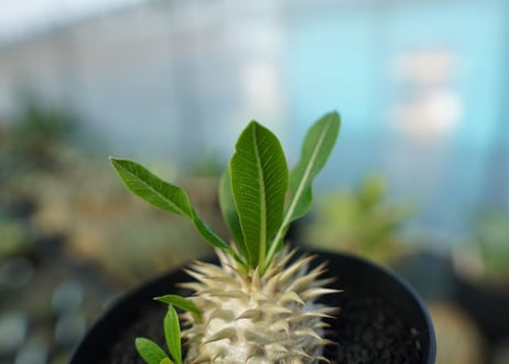 パキポディウム　恵比寿大黒　Pachypodium Densicaule　No.7