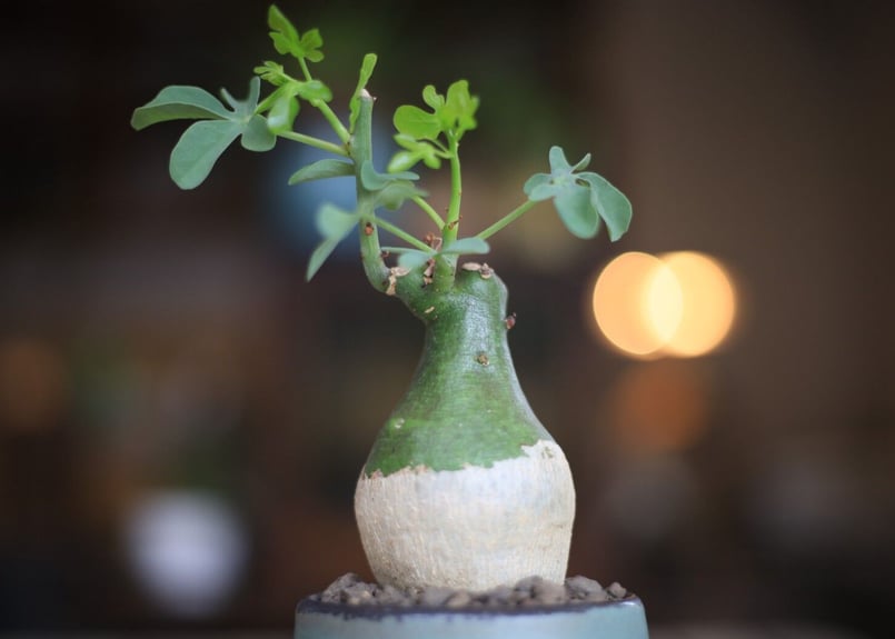 エ*マ様 アデニア　グラウカ　現地球 アデニア グラウカ 幻蝶かずら Adenia glauca 塊根植物