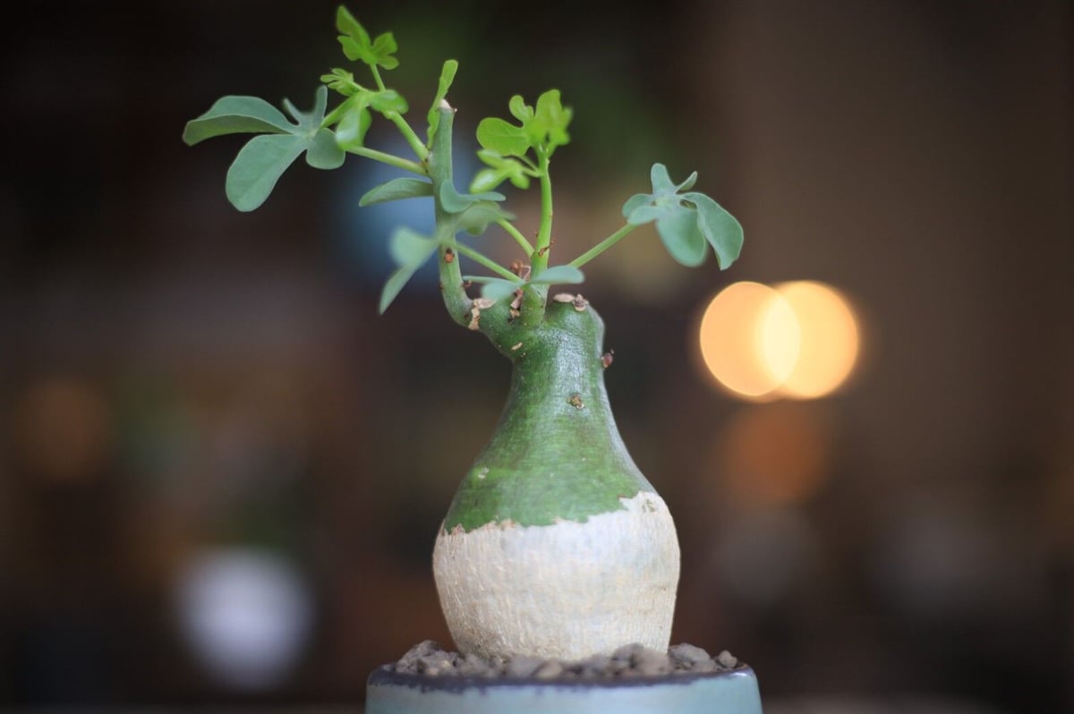 アデニアグラウカ stores アデニアグラウカ Adenia glauca アデニア 