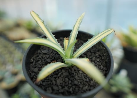 アガベ　マクロアカンサ錦　Agave macroacantha variegata NO.2