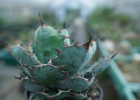 アガベ　チタノタ　 ブラックアンドブルー 　Agave titanota black and blue　No.1