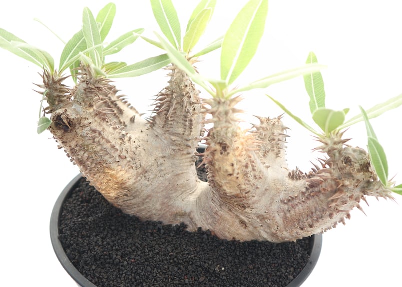 25.パキポディウム ホロンベンセ 園芸ネット本店｜パキポディウム：ホロンベンセ 3号鉢植え* の通販【公式】