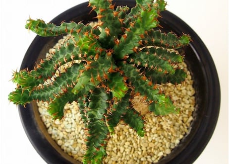 ユーフォルビア ステラータ 飛竜  Euphorbia stellata