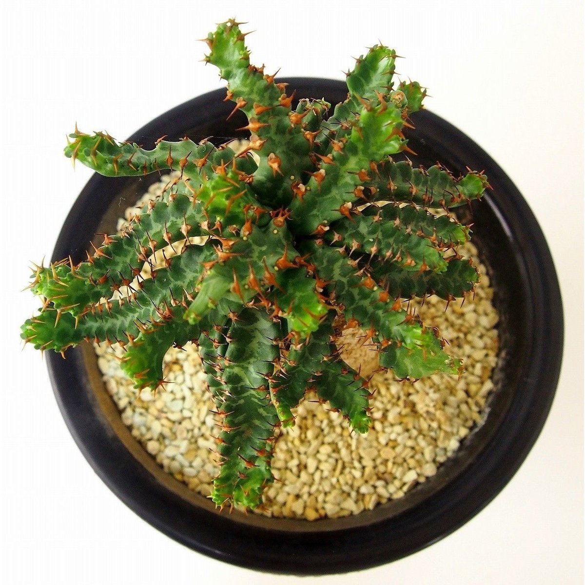 ユーフォルビア ステラータ 飛竜 Euphorbia stellata