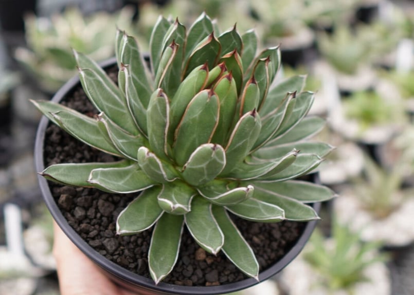 agave formosa '雪嶺' | mana's farm:塊根植物・アガベ