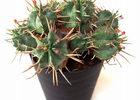 Euphorbia pulvinata 笹蟹丸
