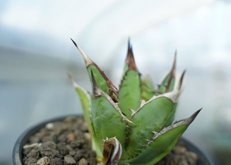 アガベ　チタノタ　剣竜　Agave titanota Kenryu　No.1