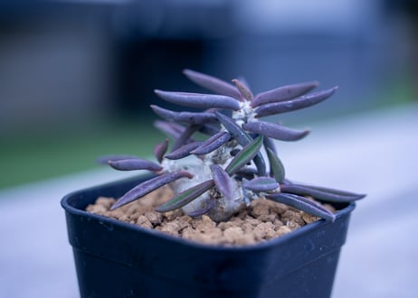 キリンドリフォリア トゥベリフェラ