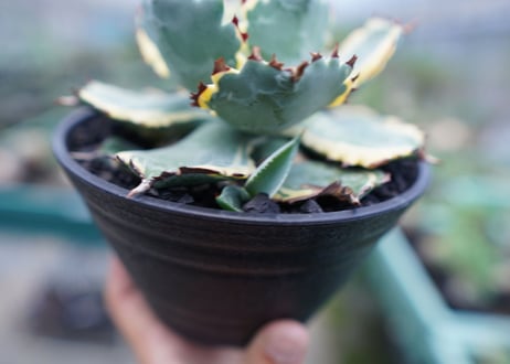 アガベ　兜蟹錦　連棘　Agave isthmensis “Kabutogani” variegata No.1