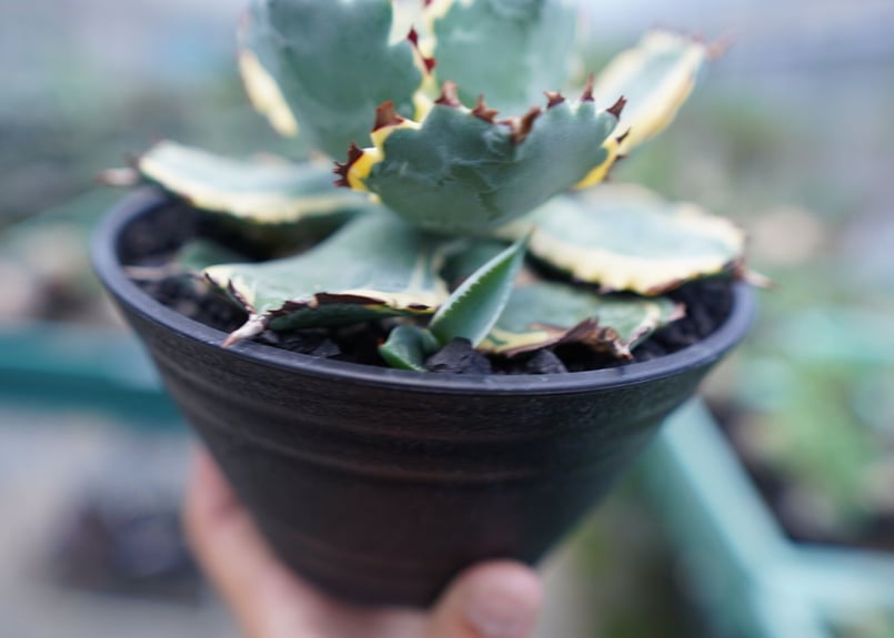 アガベ 兜蟹錦 連棘 Agave isthmensis “Kabutogani” varieg