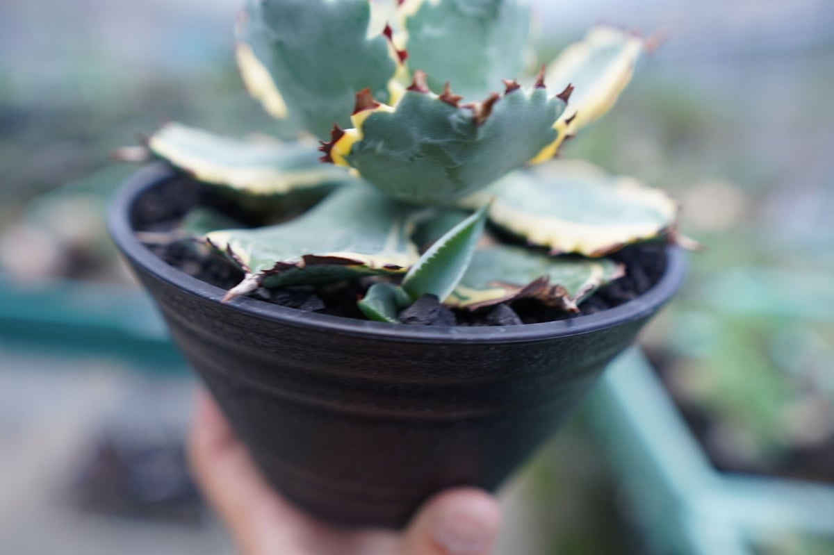 se__plants | こういう連棘がくるから、アガベの成長をいつも
