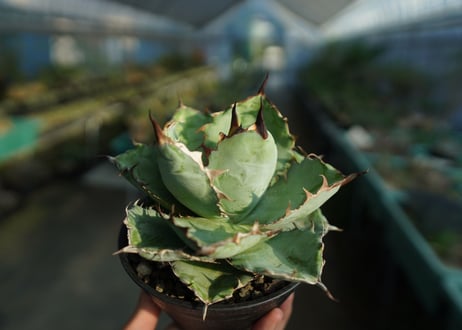 アガベ　チタノタ　 ブラックアンドブルー 　Agave titanota black and blue　No.1