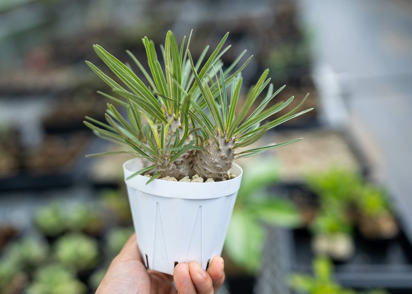 パキポディウム グラキリス 沖縄実生 | mana's farm:塊根植物・アガベ