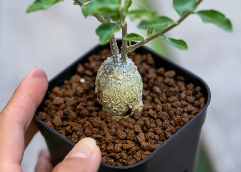 フォッケア　エデュリス　大株 フォッケア エデュリス | mana's farm:塊根植物・アガベ・ドライ