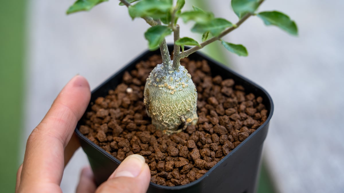 フォッケア　エデュリス　大株 フォッケア・エデュリス | trigger