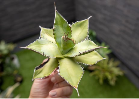 Agave Sowing seeds NO.7