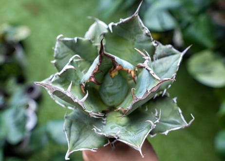 Agave titanota 白鯨嚴龍 A NO.3
