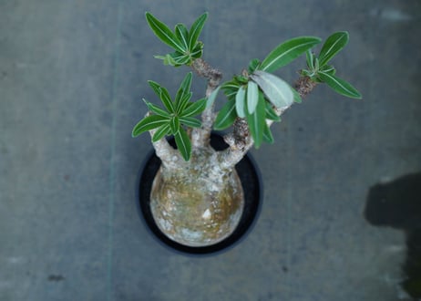 パキポディウム　グラキリス　 Pachypodium Gracilius  No.1