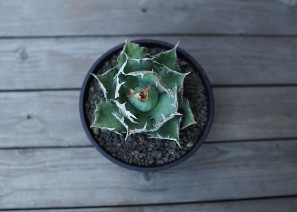 アガベ チタノタ FO76 agave titanota FO76 | mana's farm