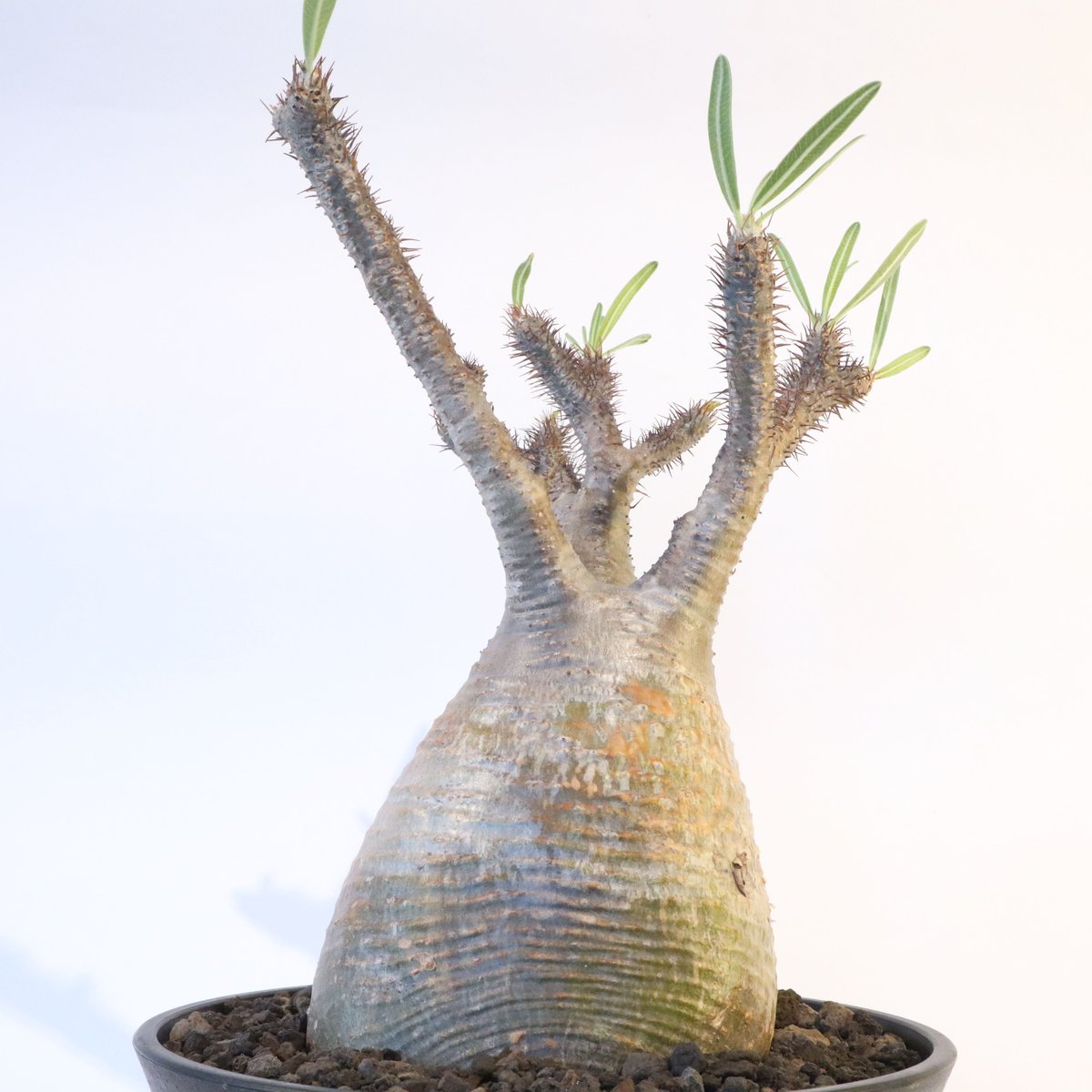 a*a様 パキポディウム グラキリス パキポディウム グラキリス No.127 | mana's farm:塊根植物・アガベ・ド