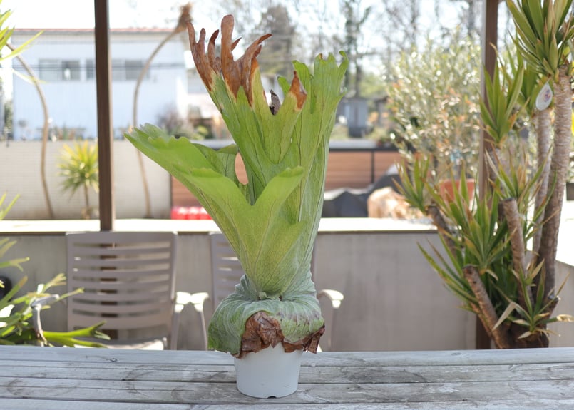 ビカクシダ グランデ《1》 | mana's farm:塊根植物・アガベ・ドライ