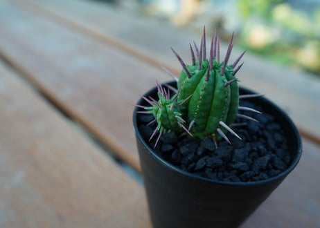 ユーフォルビア　フェロックス　Euphorbia ferox