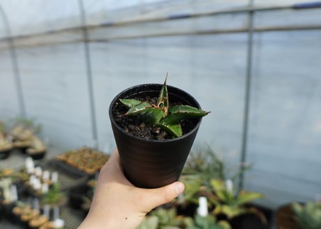 アガベ　オテロイ　agave oteroi　No.3