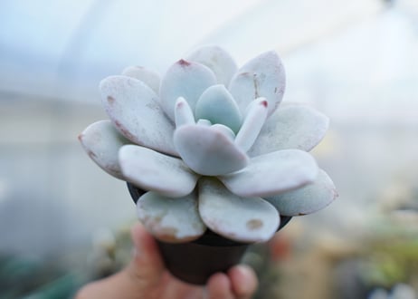エケベリア　ラウイ　Echeveria laui　No.1