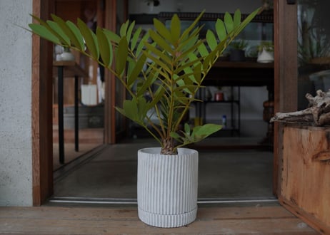 ザミア フロリダーナ　Zamia floridana