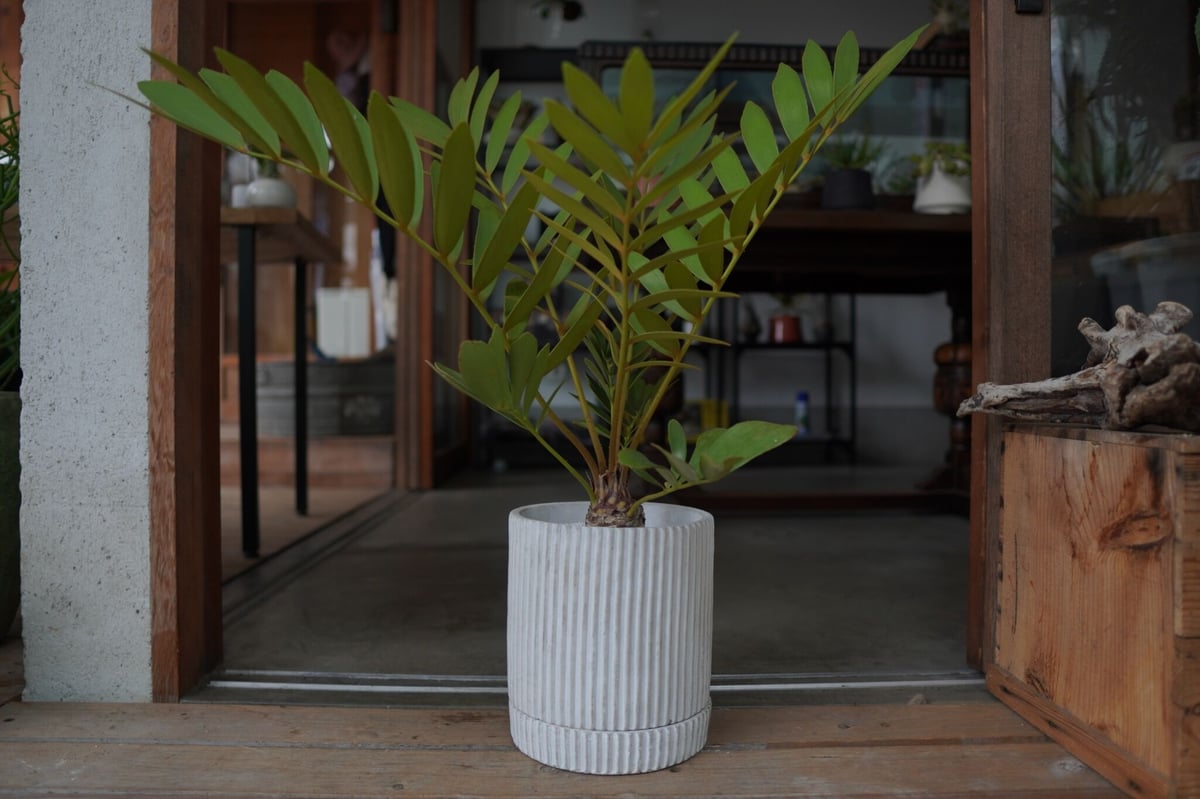 ザミア フロリダーナ Zamia floridana | mana's farm:塊根植物・ア