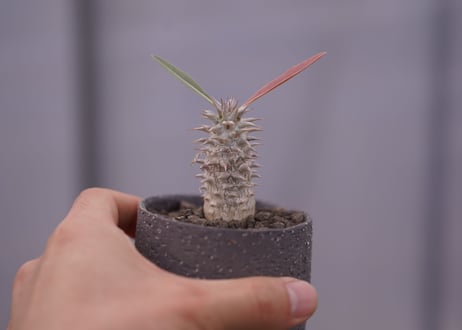 パキポディウム　伊藤ハイブリッド　 Pachypodium 'Itoh Hybrid'