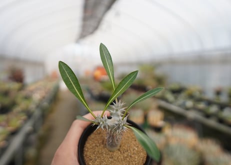 パキポディウム　デンシフローラム　Pachypodium densiflorum