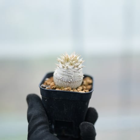 ホロンベンセ | STORES