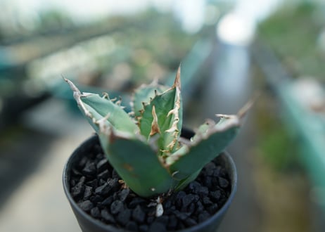 アガベ　チタノタ　FO-76　agave titanota FO-76
