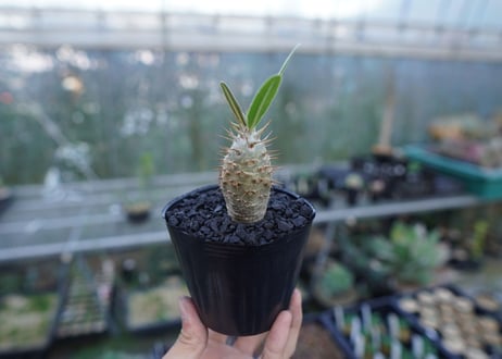 パキポディウム　カクチぺス　Pachypodium cactipes
