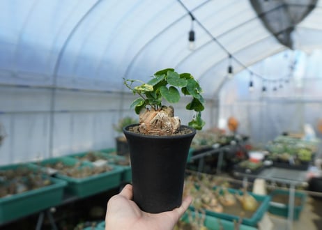 亀甲竜　Dioscorea elephantipes　C2