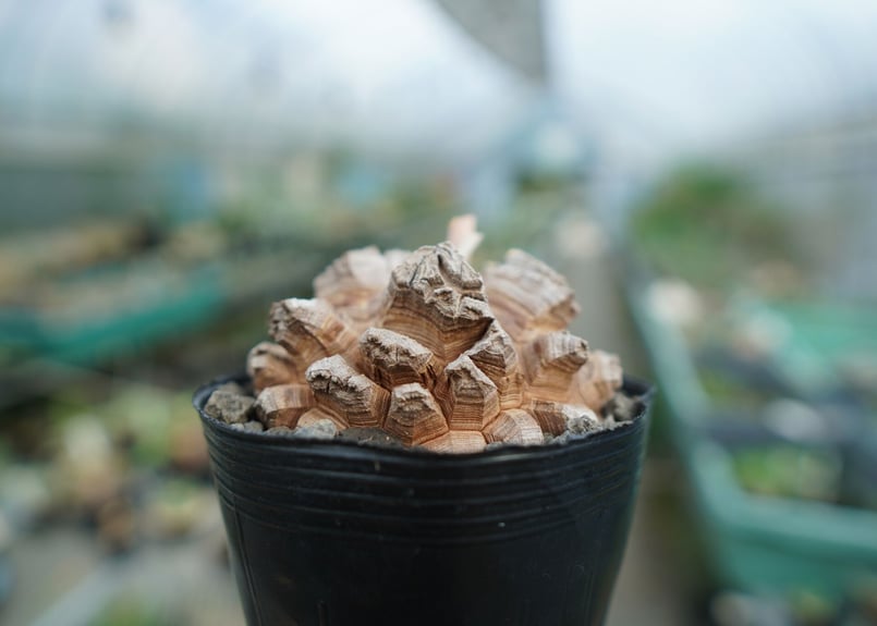 長谷川園芸産】亀甲竜 Dioscorea elephantipes No.4 | mana'