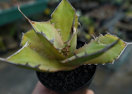 アガベ　チタノタ　 獅子光 agave titanota Lion light 子株  No.2