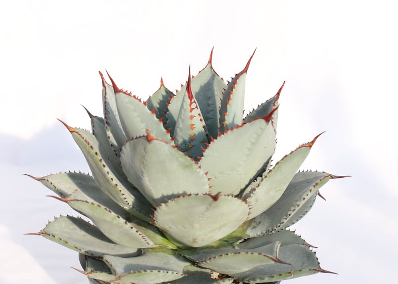 Agave dragontoes アガベ ドラゴントゥース | mana's farm:塊根