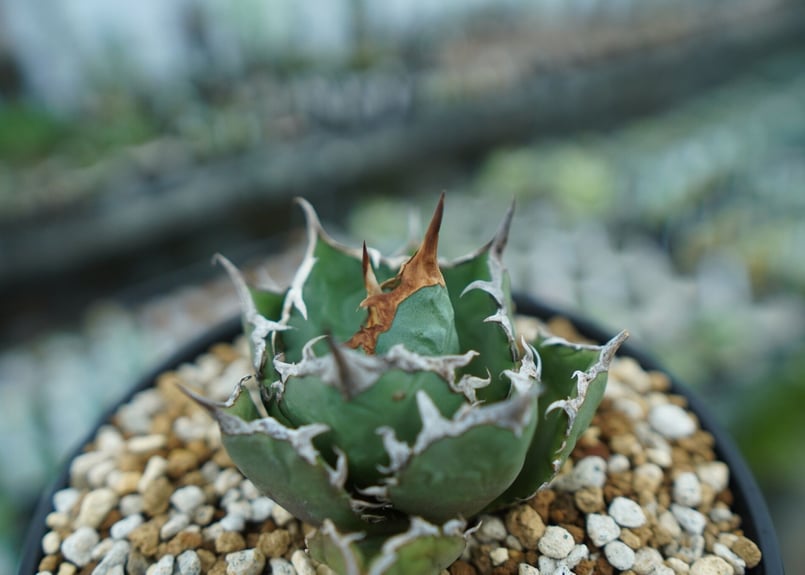 アガベ チタノタ FO-76 agave titanota FO-76 No.26 | ma