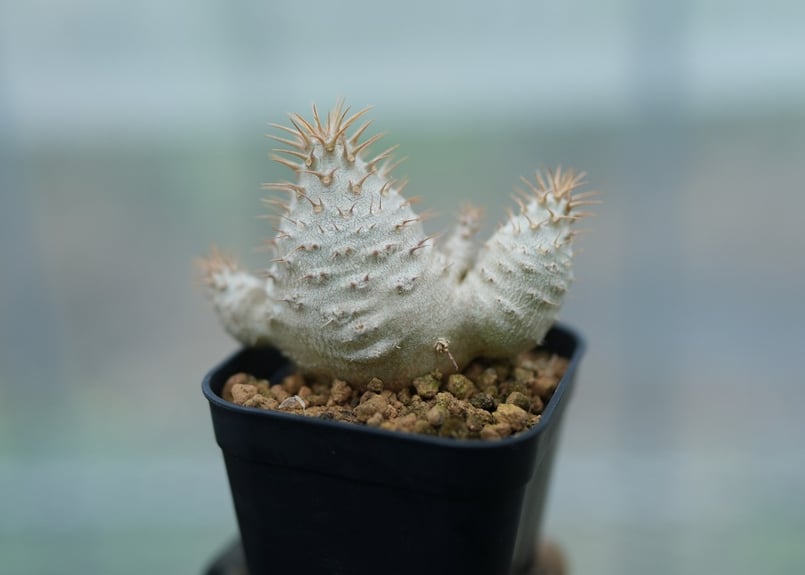 パキポディウム グラキリス 沖縄実生 No.1 [2026/02/12] | mana's f