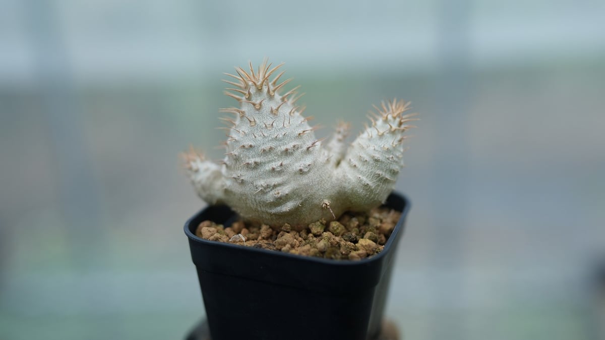 パキポディウム グラキリス 沖縄実生 No.1 [2026/02/12] | mana's f