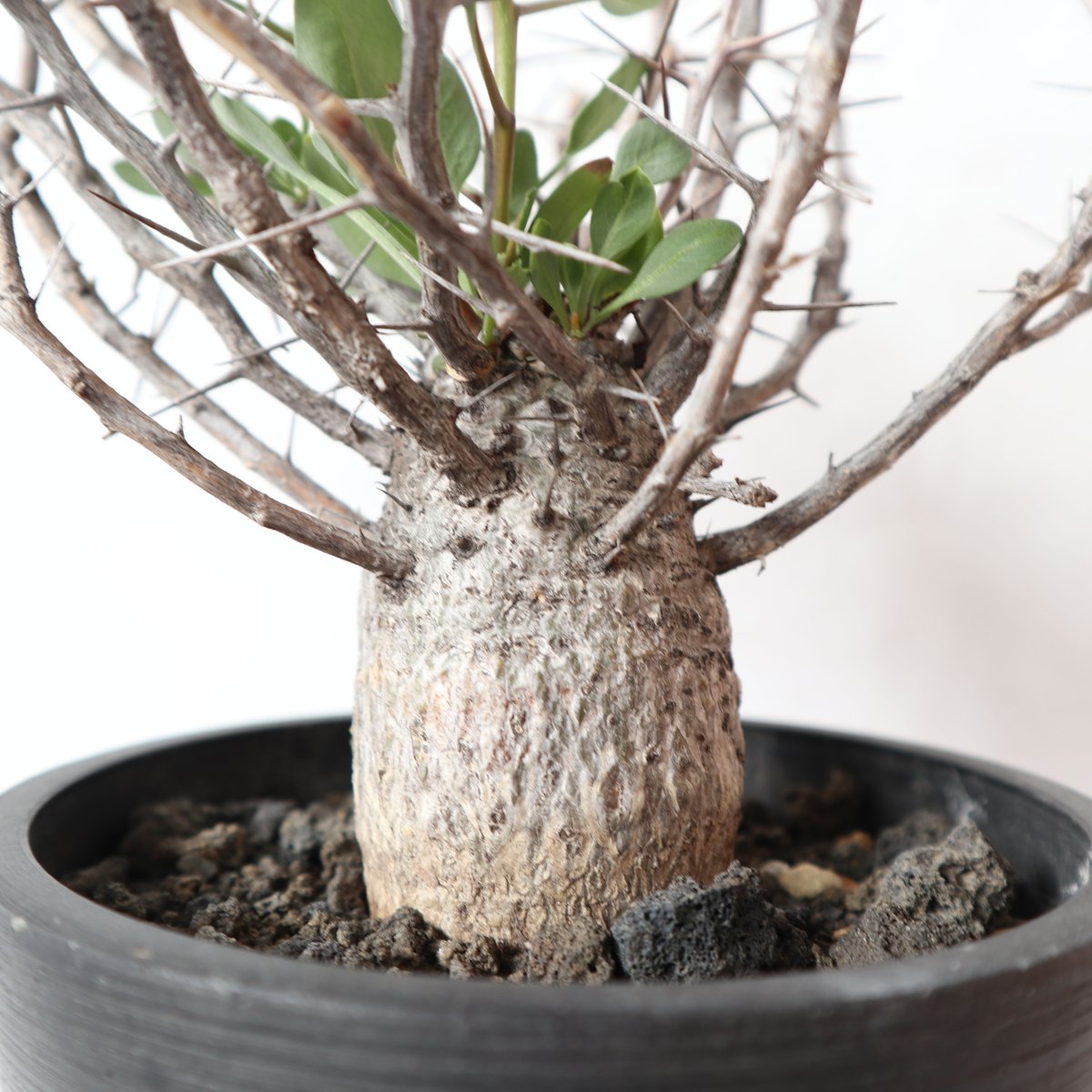 フォークイエリア コルムナリス 観峰玉 | mana's farm:塊根植物