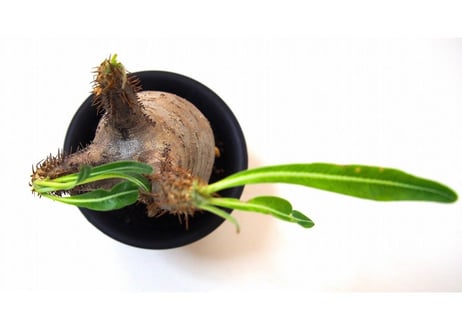Pachypodium Gracilius パキポディウム  グラキリス  №１ little