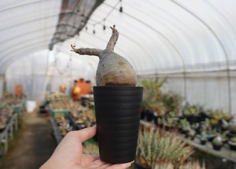 パキポディウム　グラキリス　 Pachypodium Gracilius